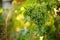 A large vine of green ripening grapes growing in a summer garden