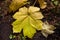Large vine maple leaf.