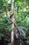 Large vines on a small tree in Costa Rica