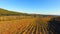 A large vineyard in yellow in autumn.