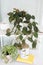 Large vining house plant Philodendron micans