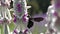 Large violet carpenter bee - slow motion - xylocopa violacea - black wasp, black hornet