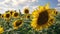 A large vivid yellow sunflower growing in a field