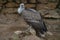 Large vulture sitting on branch