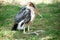 A Large wading Marabou Stork undertaker bird