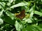 Large Wall Brown Lasiommata maera butterfly.