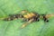 Large walnut aphid Panaphis juglandis on the upper side of leaf of walnut Juglans regia