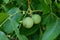 Large walnut fruits on a tree