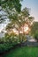 Large walnut tree at the yard in village