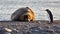 Large walrus and an Emperor penguin in South Georgia