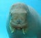 Large Walrus Face Underwater