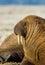 Large walrus lying on the beach on the Arctic sun