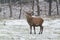 Large wapiti in the first winter snow storm