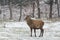 Large wapiti in the first winter snow storm