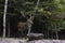 A large wapiti in the forest