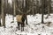 A large wapiti in the forest
