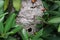 A large wasp nest