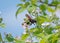 Large wasp sits on a flower