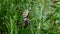 Large wasp spider eats a beetle in a spider`s web between meadows