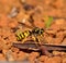 Large wasp vespula germanica carrying small stone with its jaws