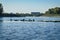 Large water birds sitting on rocks in the Rhine