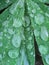 Large water drops on leaves of wild Lupine, Lupinus arcticus, plant, Canada.