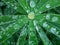 Large water drops on leaves of wild Lupine, Lupinus arcticus, plant, Canada.