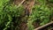 A large water monitor lizard climbs a dirt river bank