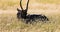 Large Waterbuck male sits in Savannah grass with females, African River, Safari