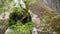 Large waterfall near Chiang Rai, Thailand. Vertical pan