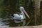 Large waterfowl pelican swims