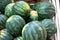 Large Watermelons