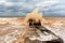 A large wave crashes into splashes on a breakwater during a storm