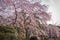 Large Weeping Cherry Tree in spring