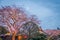 Large Weeping Cherry Tree in spring