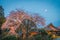 Large Weeping Cherry Tree in spring