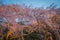 Large Weeping Cherry Tree in spring