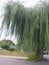 Large weeping willow