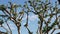 Large weird coral trees in Embarcadero Marina park near USS Midway and Convention Center, Seaport Village, San Diego