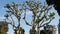 Large weird coral trees in Embarcadero Marina park near USS Midway and Convention Center, Seaport Village, San Diego