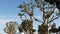 Large weird coral trees in Embarcadero Marina park near USS Midway and Convention Center, Seaport Village, San Diego, California