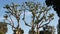 Large weird coral trees in Embarcadero Marina park near USS Midway and Convention Center, Seaport Village, San Diego, California