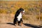 Large well-groomed dog sitting on the road, breed Berner Sennenhund, against the background of an autumn yellowing forest