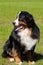 Large well-kept dog Berner Sennenhund sitting on the side of lawn in green spring grass, in park