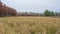 Large wetland /grassland with reeds flowing in the wind bordered by autumn trees - white birch and other species - in the Crex Mea