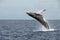 Large whale breaching the water in Hawaii