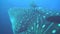 Large whale shark on background underwater landscape of Galapagos Islands.