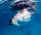 Large whale shark feeding near the surface