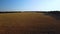 A large wheat field