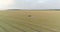 Large wheat field drone view. A tractor sprays a wheat field, a top view. Protecting fields from pests